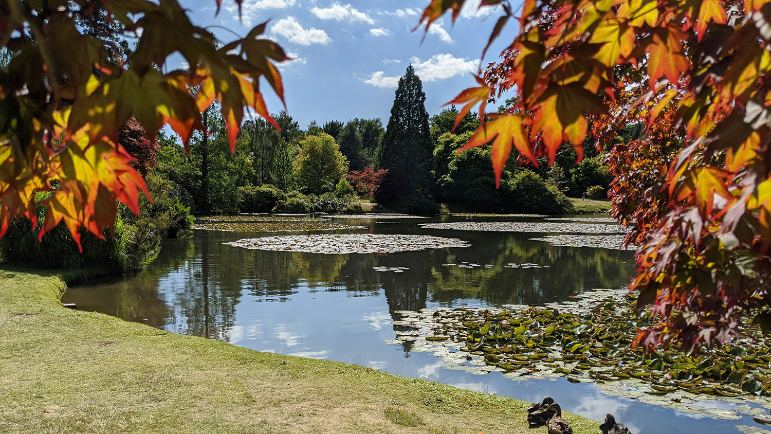An image of Sheffield Gardens.